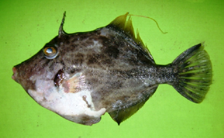 <i>Stephanolepis diaspros</i> Species of fish