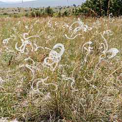 Stipa pennata