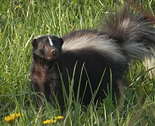 A skunk in Ontario, Canada Striped Skunk (Mephitis mephitis) 01 (cropped).jpg