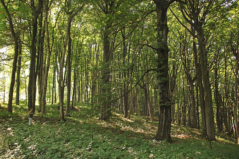 File:Strogi prirodni rezervat Veliki Sturac, planina Rudnik 01.jpg