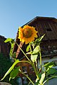 Sunflower - panoramio - Francesco Zanardini.jpg1 296 × 1 936; 2,11 MB