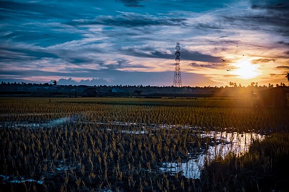 Sunset in Rice Field