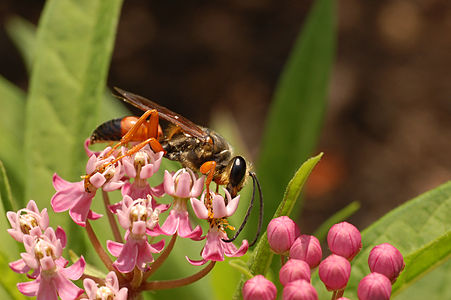 Sphex ichneumoneus (Great Golden Digger Wasp)