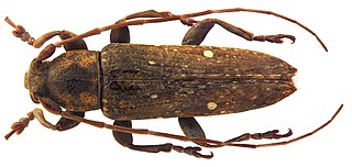 <i>Sybra maculicollis</i> species of insect