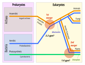 In the theory of symbiogenesis, a merger of an archaean and an aerobic bacterium created the eukaryotes, with aerobic mitochondria, some 2.2 billion years ago. A second merger, 1.6 billion years ago, added chloroplasts, creating the green plants. Symbiogenesis 2 mergers.svg