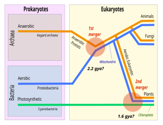 In the theory of symbiogenesis, a merger of an archaean and an aerobic bacterium created the eukaryotes, with aerobic mitochondria; a second merger added chloroplasts, creating the green plants. Symbiogenesis 2 mergers.svg