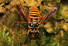 Syrphid - Temnostoma daochus, Smithsonian Environmental Resource Center, Edgewater, Maryland.jpg