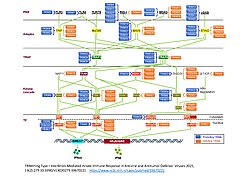 TRIM regulation of PRR pathways.jpg