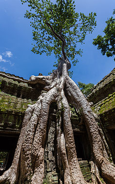 Ta Phrom, Angkor