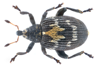 <i>Tachyerges salicis</i> Species of beetle