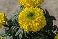 * Nomination Yellow Tagetes erecta flower. --Joydeep 09:09, 23 December 2014 (UTC) * Promotion Good quality. --ArildV 09:41, 23 December 2014 (UTC)