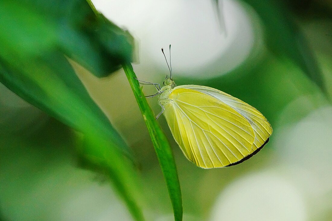 File:Talbotia naganum karumii female 20140706.jpg