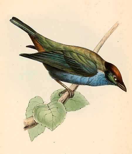 Tangara cucullata 1841.jpg