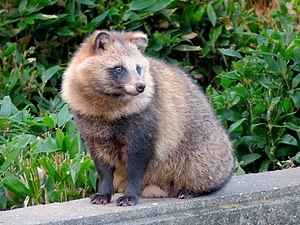 Marderhund: Merkmale, Lebensraum, Lebensweise