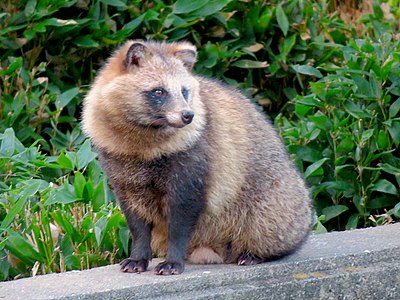 Japanese raccoon dog