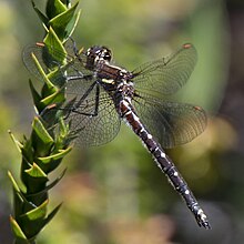 Tasmanian Swamp Tigertail, Synthemis tasmanica, female.jpg