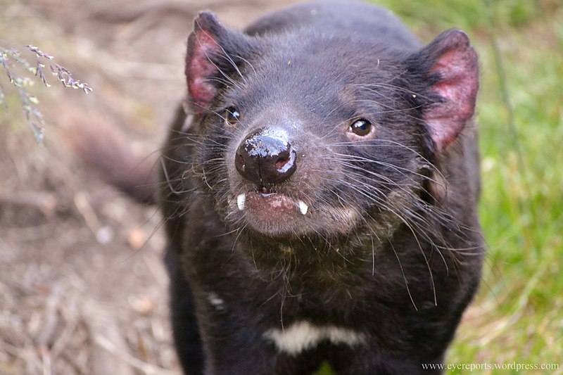 File:Tasmanian devil fangs.jpg