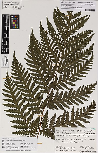 File:Tectaria dissecta (G.Forst.) Lellinger (AM AK352700-2).jpg