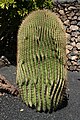 Echinocactus grusonii