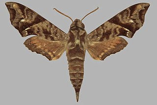 <i>Temnora scitula</i> Species of moth