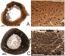 Osteohistology of the diaphyseal femur of two juveniles Tenontosaurus osteohistology.png