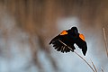 Red-winged Black Bird