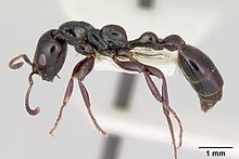 Tetraponera nigra casent0103313 профиль 1.jpg