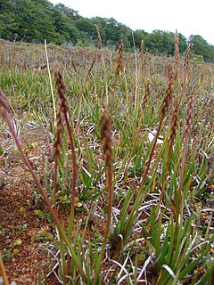 <i>Tetroncium</i> Genus of flowering plants