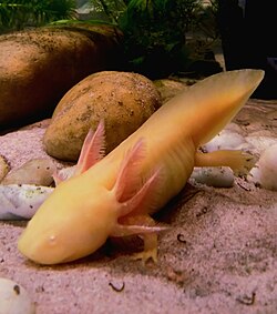 TheAxolotl.jpg