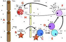 A summary diagram that explains how allergy develops The Allergy Pathway.jpg