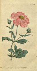 plate 43 Cistus incanus Hoary, or Rose Cistus