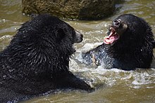 Orsi che giocano o combattono in acqua