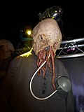 Miniatura para Ood