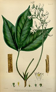 <i>Angostura trifoliata</i> Species of flowering plant