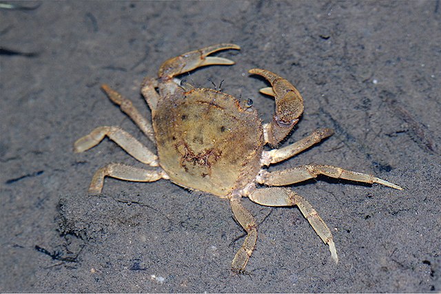 File:The freshwater crabs of Macau (10.3897-zookeys.810.30726 