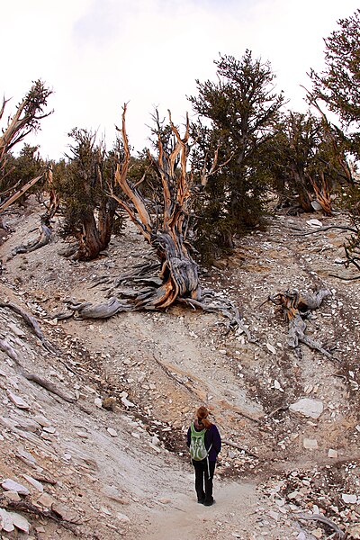 File:The partner watching the death bristlecone pine tree - Flickr - daveynin.jpg