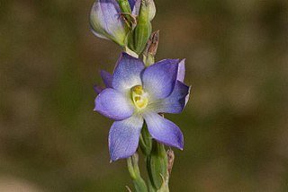 <i>Thelymitra grandiflora</i> Species of orchid