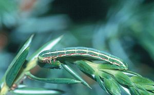 Caterpillar Thera juniperata larva.jpg