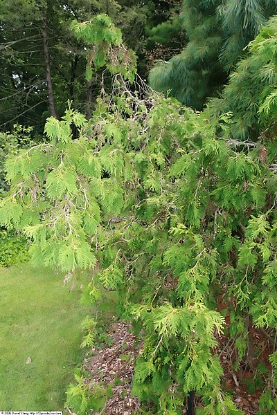 File:Thuja occidentalis Pendula 2zz.jpg