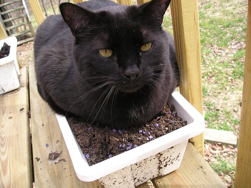 File:Thunder (black cat).jpg