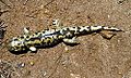 Tigersalamander2.jpg