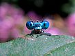 Timitalia - dragonfly (oleh).jpg