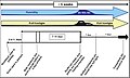 Tube Grafting Timeline (Rivard and Louws, 2006)