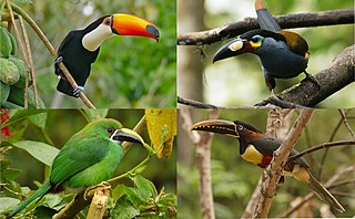 <span class="mw-page-title-main">Toucan</span> Family of birds