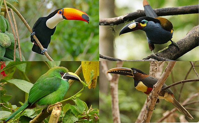 toucan là gì