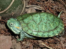 T. s. elegans Trachemys scripta elegans23.jpg