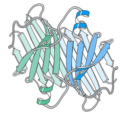 Ruimtelijke voorstelling van transthyretine, een eiwit in het bloedplasma dat onder andere betrokken is bij de hormoontransport