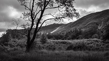 English: Black and white photograph showing the silhouette of a tree in Manesty park with High Spy in the background, near Derwentwater, Borrowdale, Lake District National Park.