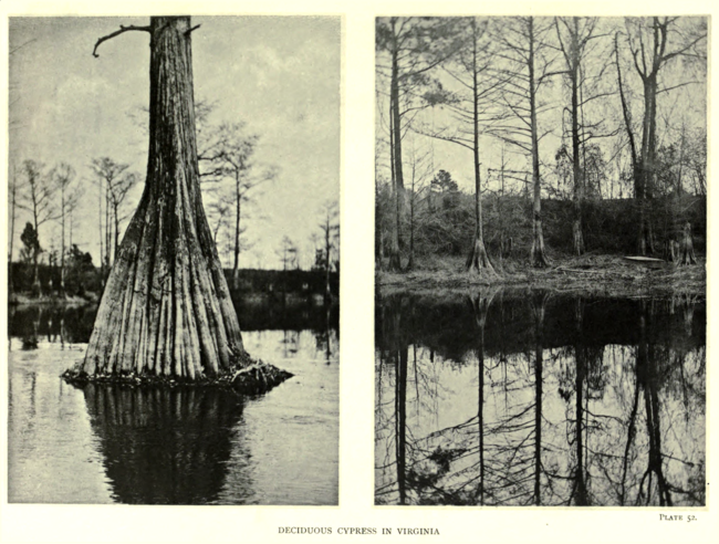 Plate 52: Decidious Cypress in Virginia