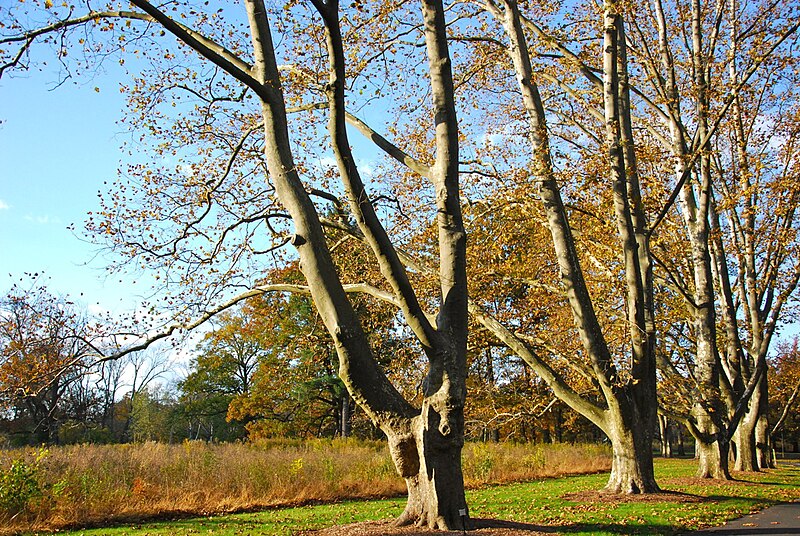 File:Trees at Duke Farms, Hillsborough.jpg